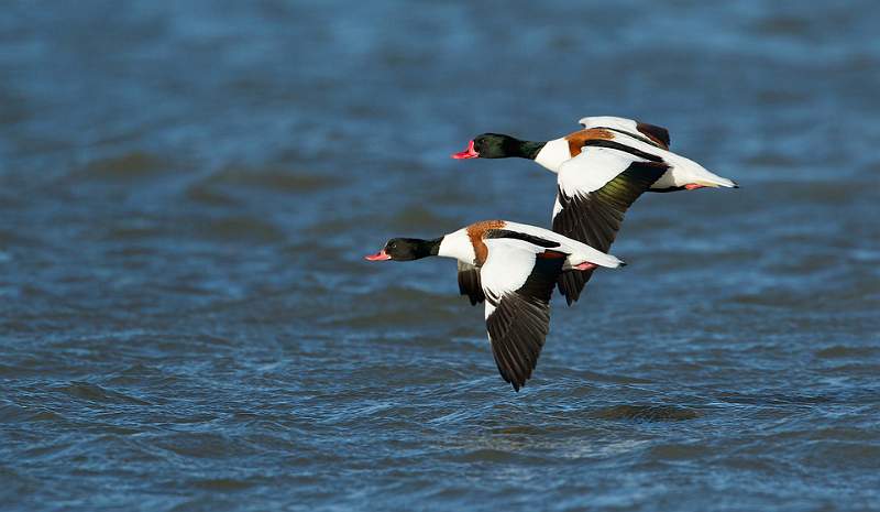 Shelducks - David Schenck.jpg
